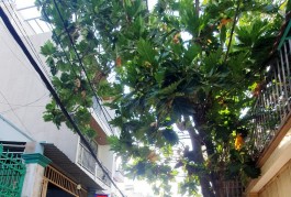 Hiếm có căn thứ 2 Mặt tiền hẻm kinh doanh Tạ Quang Bửu 6x22 chỉ 12 tỷ 7